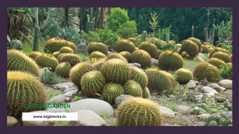 Cactus Garden situated