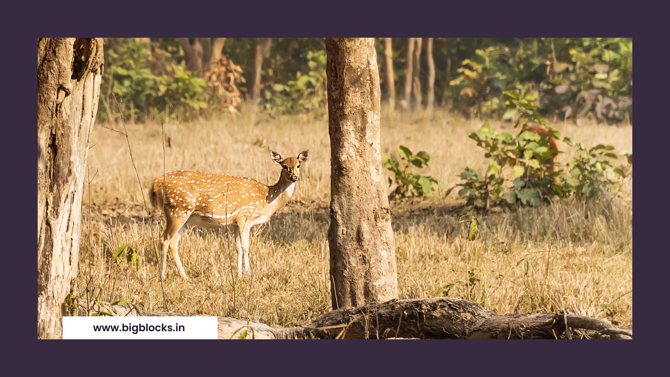 Rajaji National Park: A Biodiversity Hotspot Igniting Economic Growth and Tourism Rich Biodiversity