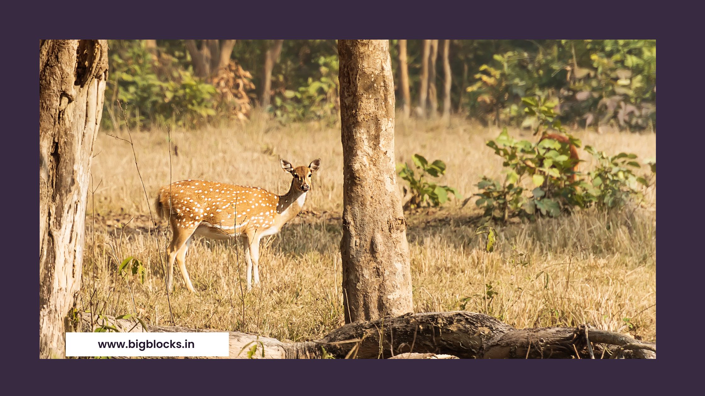 Rajaji national park Rishikesh What is Rajaji National Park famous for
